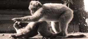 apesdoingthejob apesdoingthejob