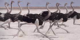 ostriches