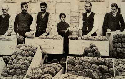 Συσκευασία σφουγγαριών, Κάλυμνος 1920