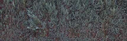 BruPrintemps3 BruPrintemps3