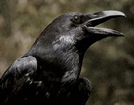 raven