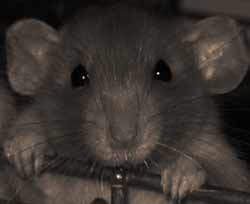rat