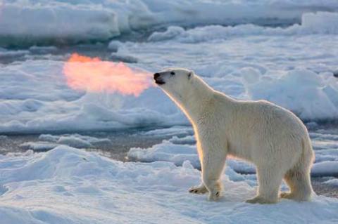 polar-bear